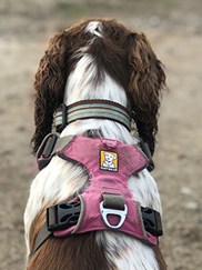 Hund med både halsbånd og sele på for at lære at gå pænt i snor