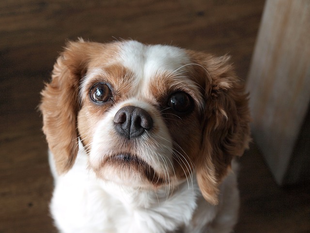 Cavalier King Charles Spaniel med vejrtrækningsproblemer