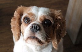 Cavalier King Charles Spaniel med vejrtrækningsproblemer