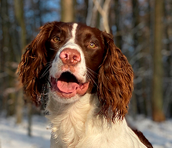 Hundehvalp på 10 måneder