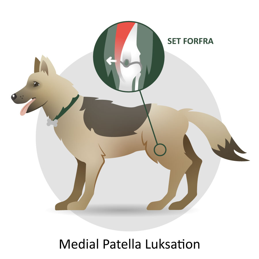 llustration af en hund med løs knæskal, altså Medial Patella luksation