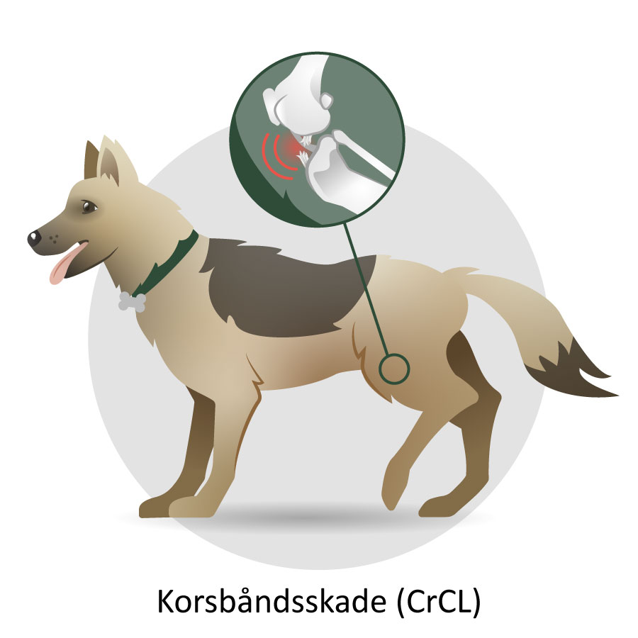Illustration af en hund med korsbåndsskade