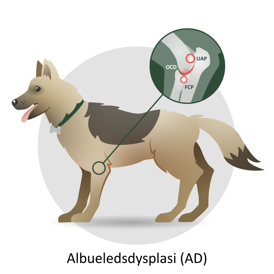 Illustration af en hund med albueledsdysplasi (AD)