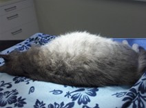 Kat med stor, udspilet mave på grund af våd FIP