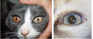 Kattes øjenfarve kan ændre sig ved FIP