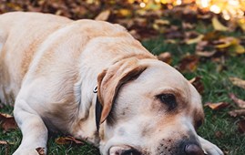 Hund og risiko for hjertelungeorm