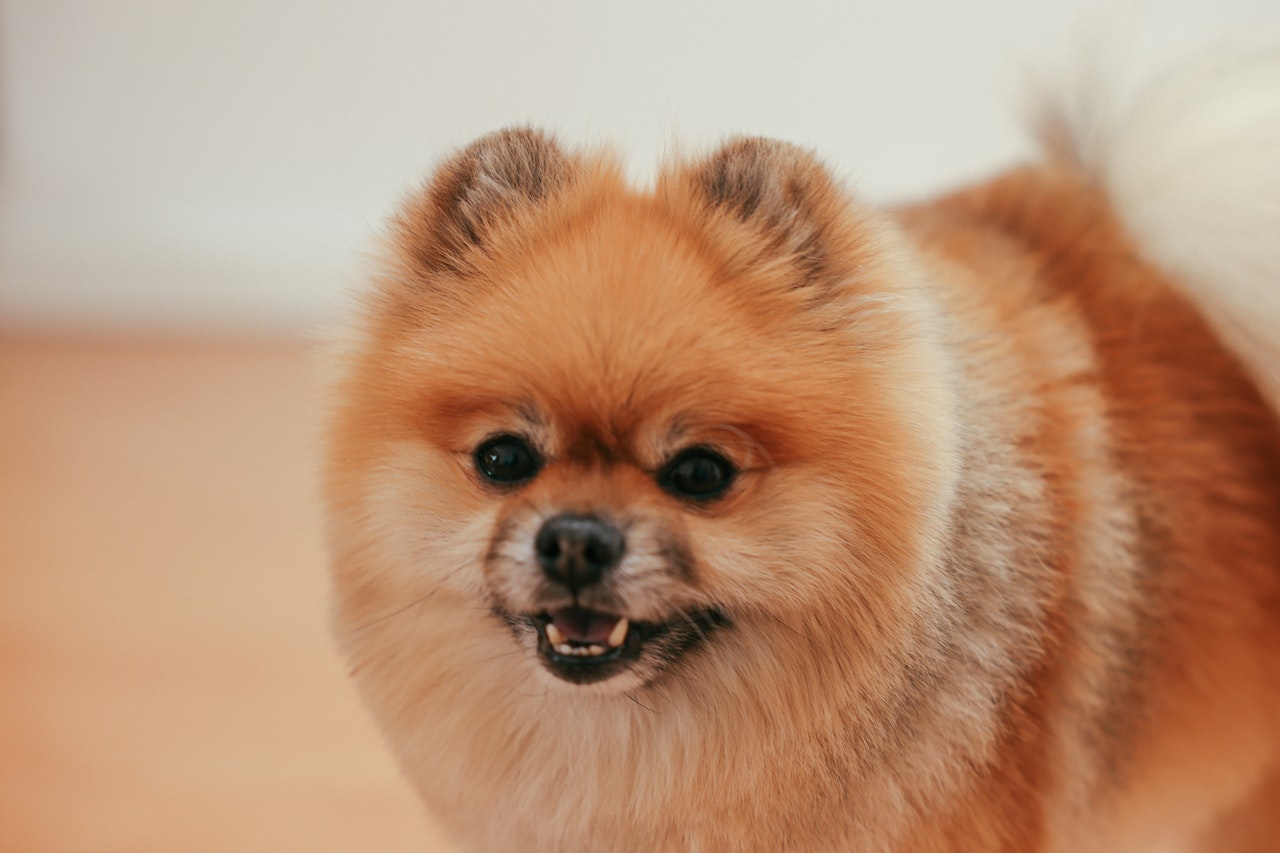 Pomerian knurrer 
