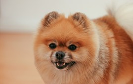 Pomerian knurrer 