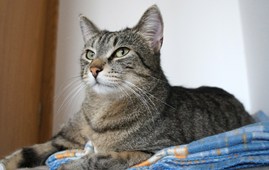 Kat kigger