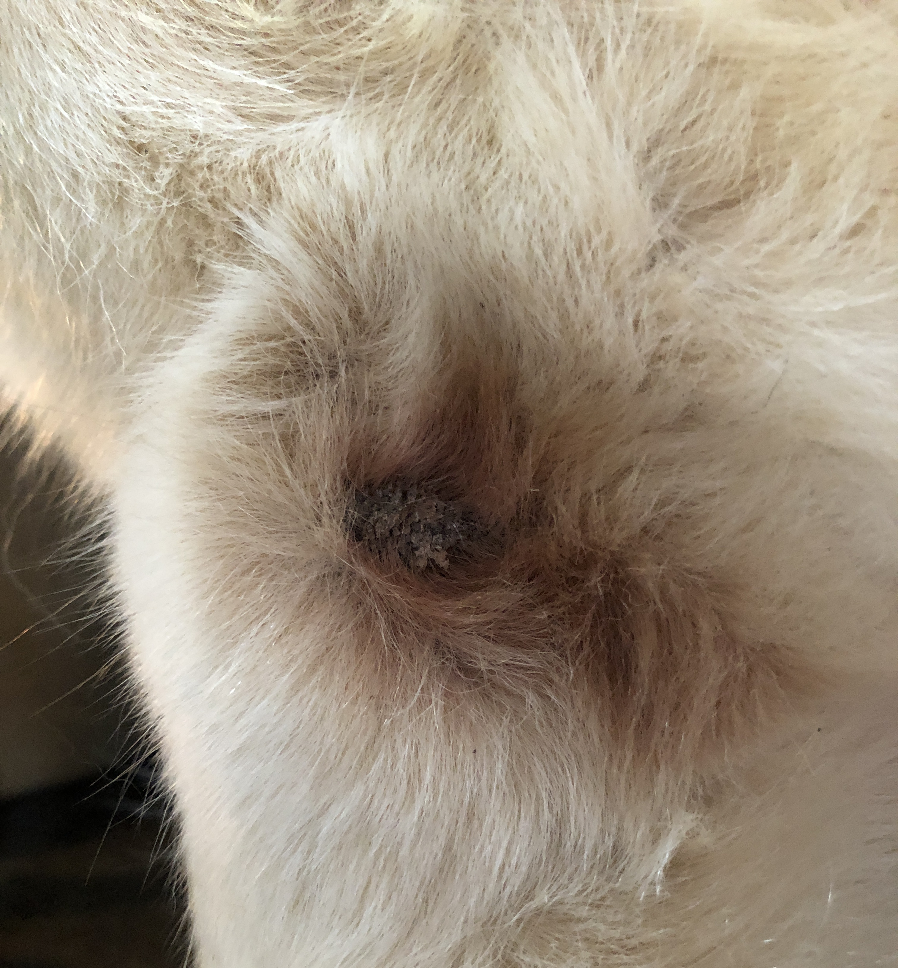 Albuesvamp hos hund