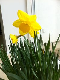 Påskelilje med giftigt blomsterløg