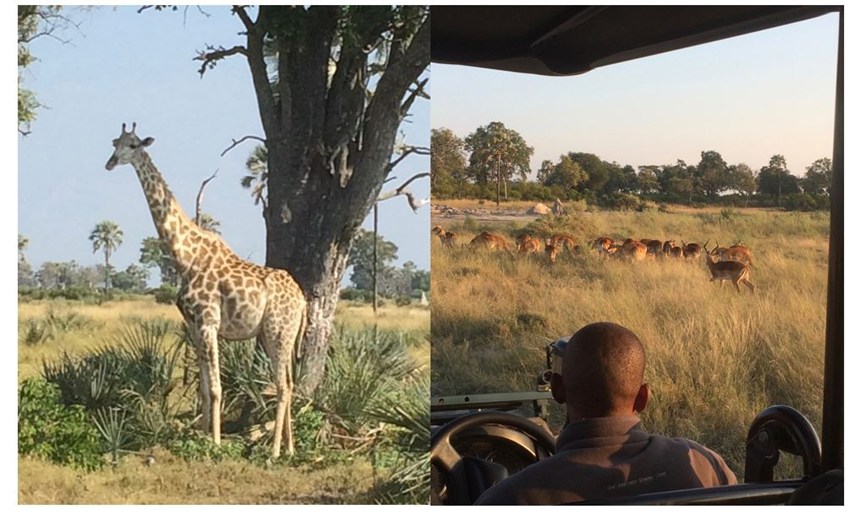 Safari okavango
