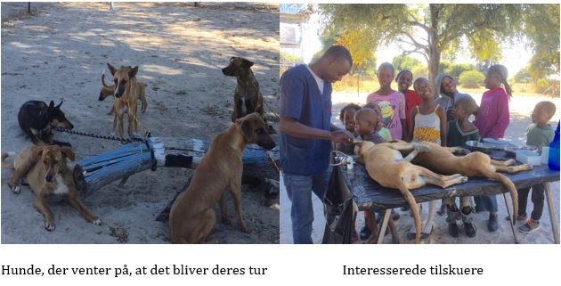 Dyrlæger uden grænser - kirurgi i det fri