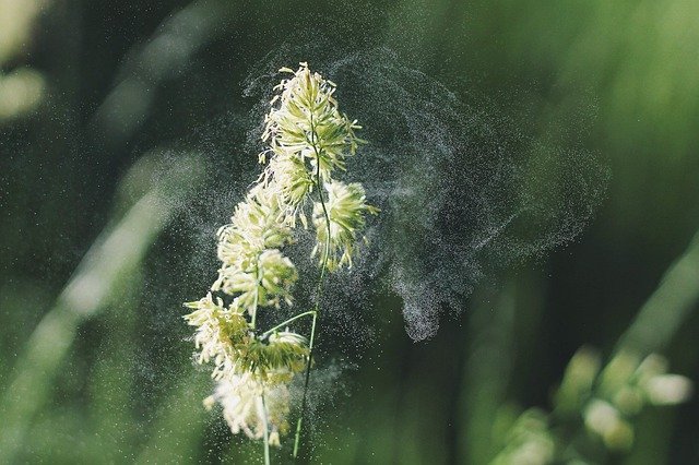 Pollen kan give inhalationsallergi og atopi hos hunde