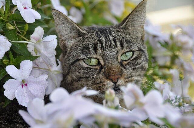 Kat i blomster med pollen