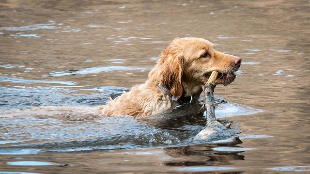 Hund i vand med svømmehale