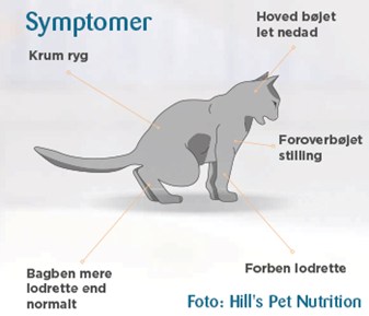 Symptomer på smerte og FLUTD hos katte