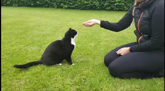 Træning med kat - tips og tricks