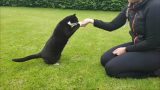 Træning med kat - tips og tricks