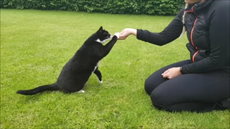 Træning med kat - tips og tricks