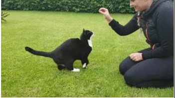 Træning med kat - tips og tricks