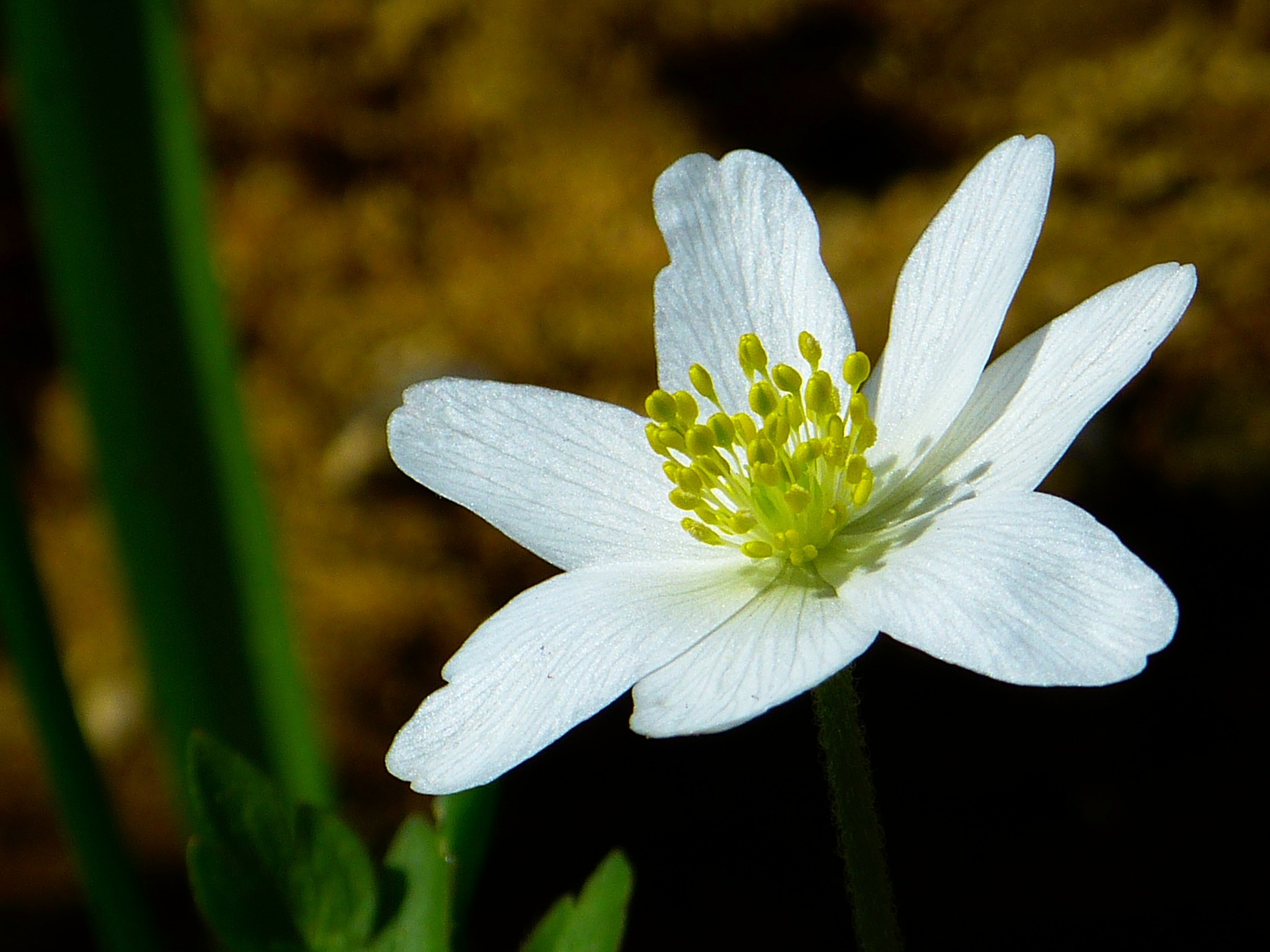 Giftig hvid anemone
