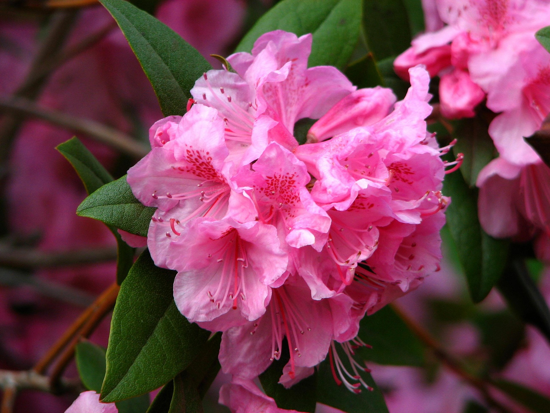 Lyserød, giftig rododendron