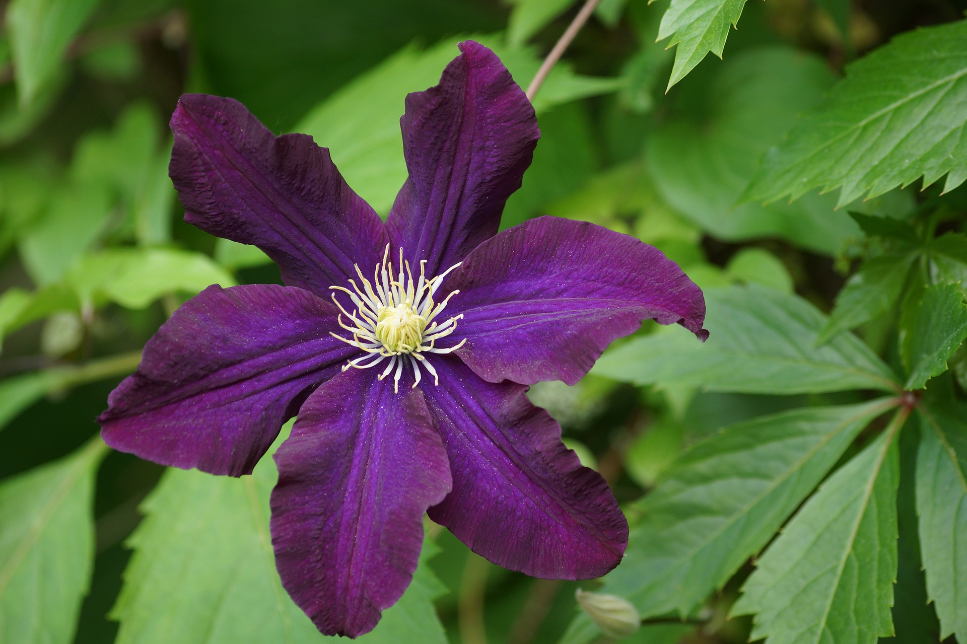 Giftig lilla clematis blomst