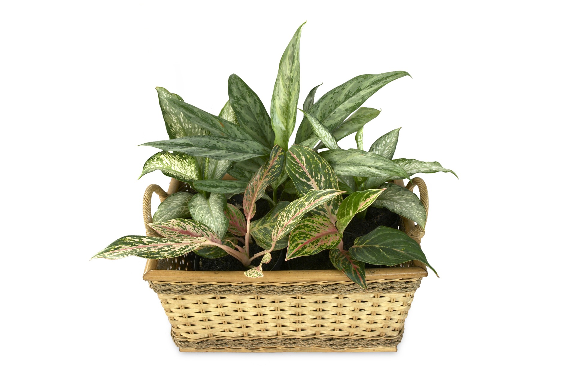 Giftig dieffenbachia stueplante 
