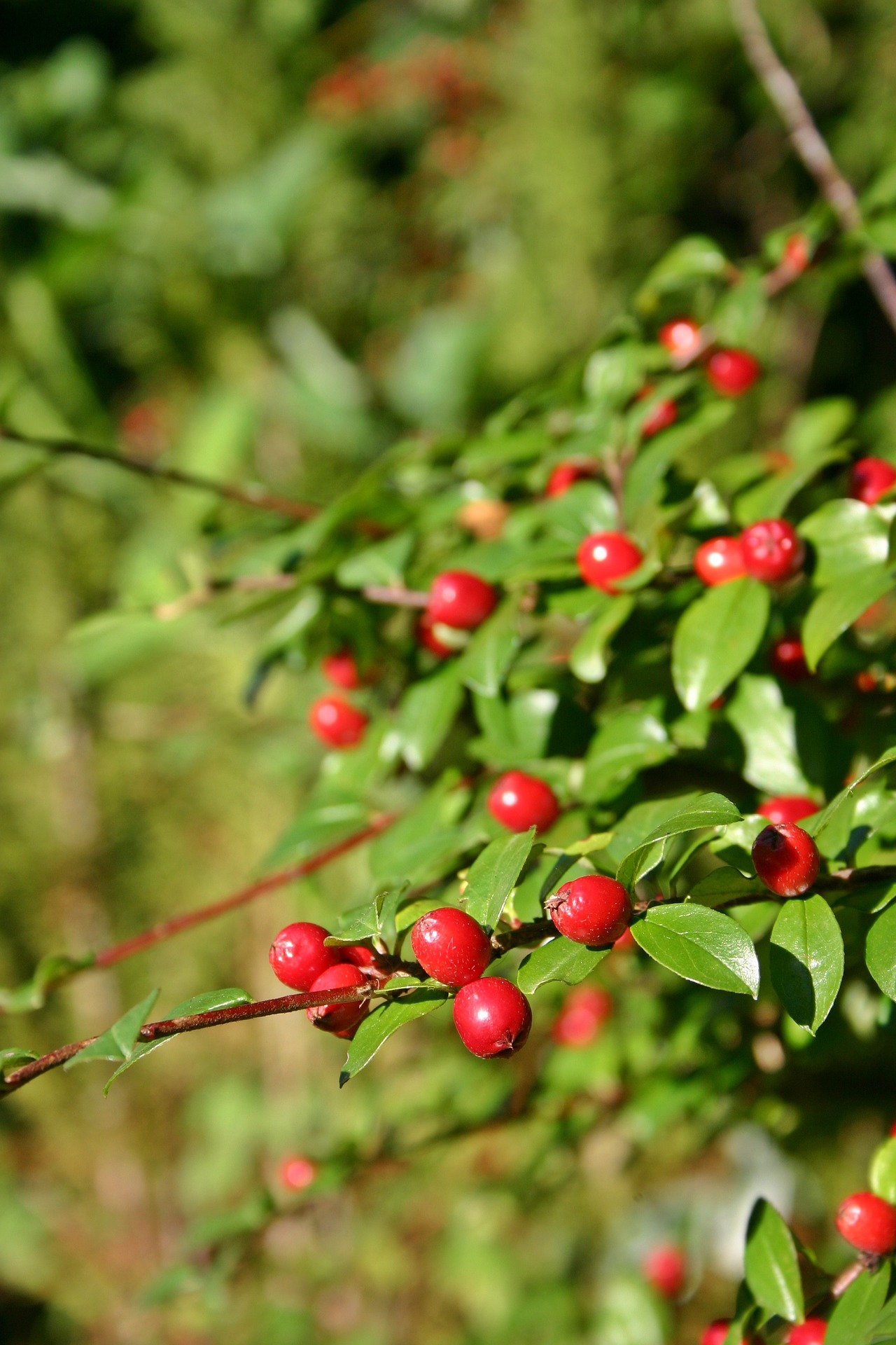 Dværgbærmisbel / cotoneaster med giftige røde bær