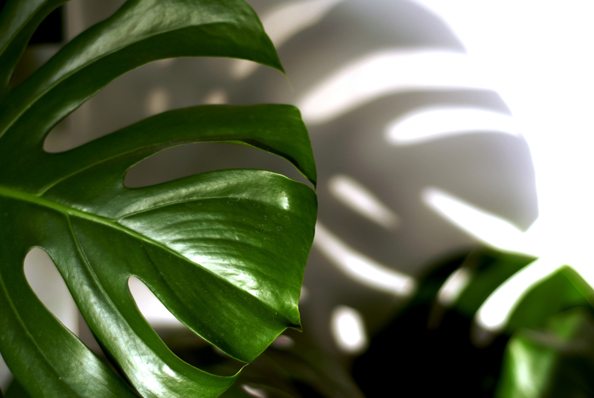 Fingerfilodendron med plantegift