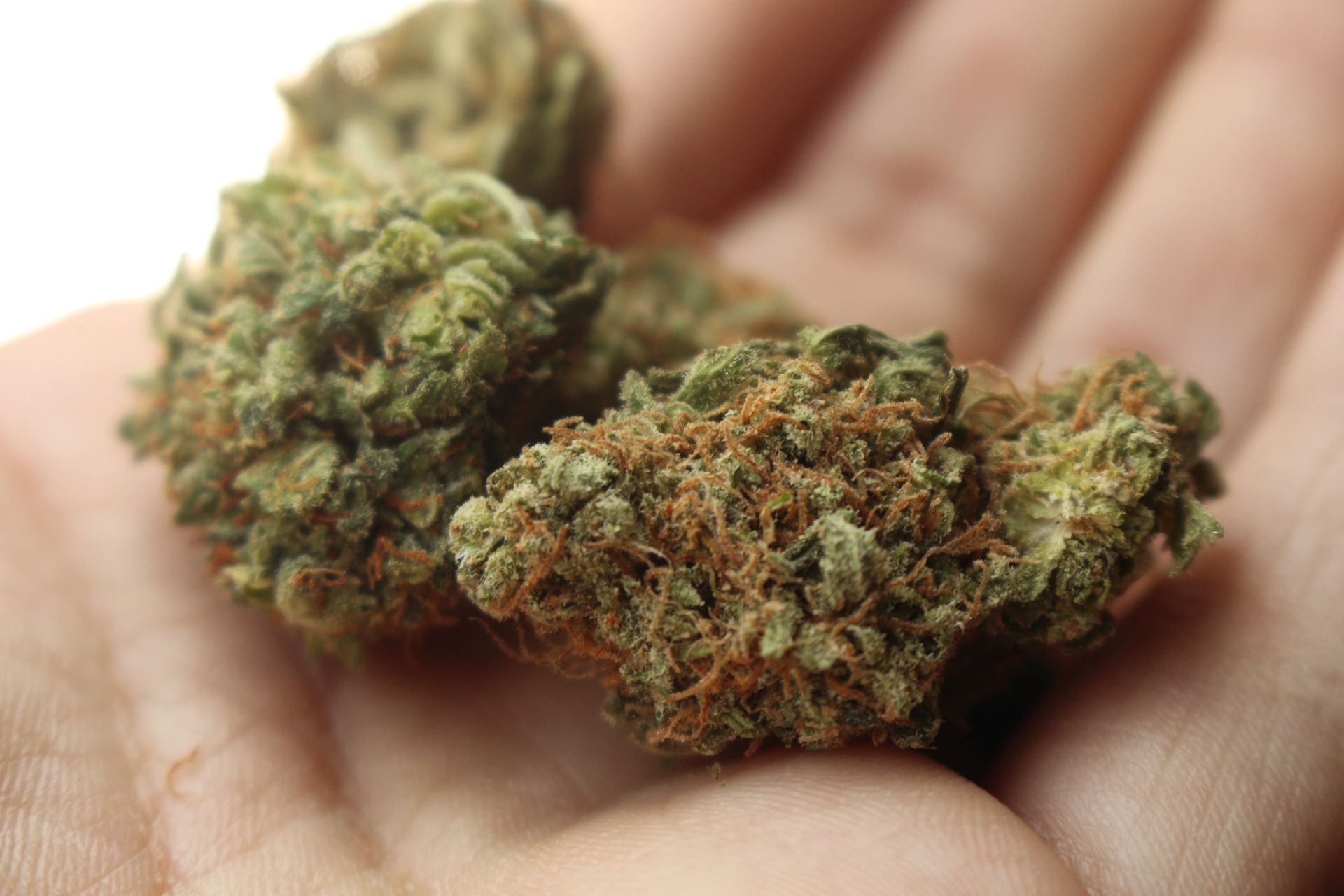 Hånd med giftig cannabis