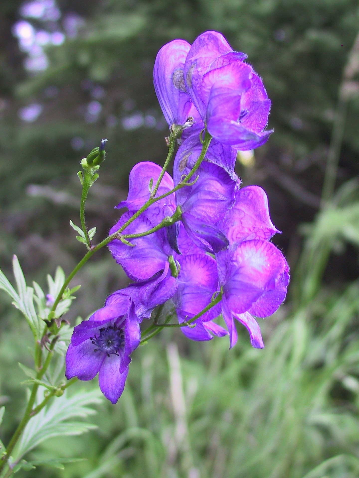 Giftig stormhat med lilla blomst