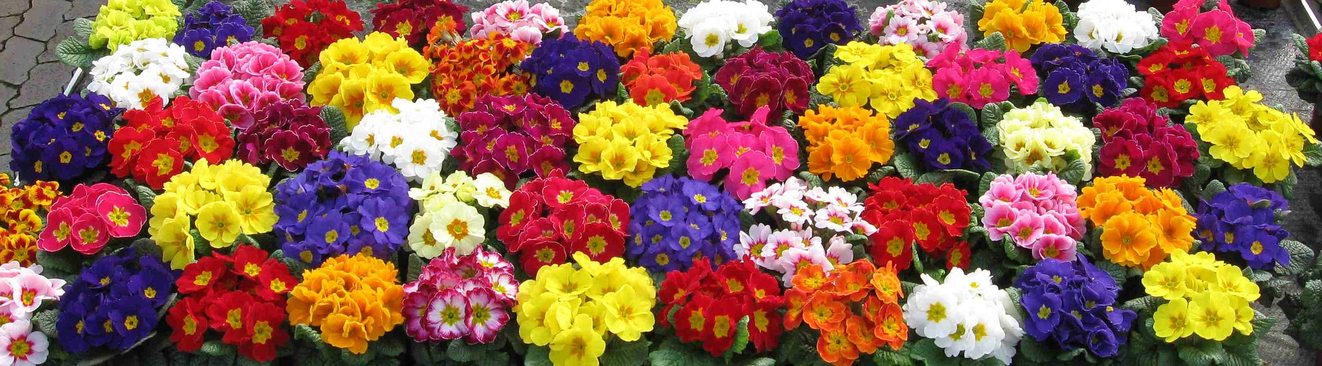 Farverig primula