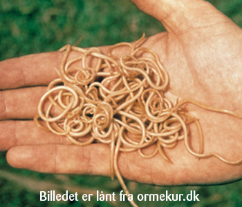Hånd holder en lang spolorm fra en kat