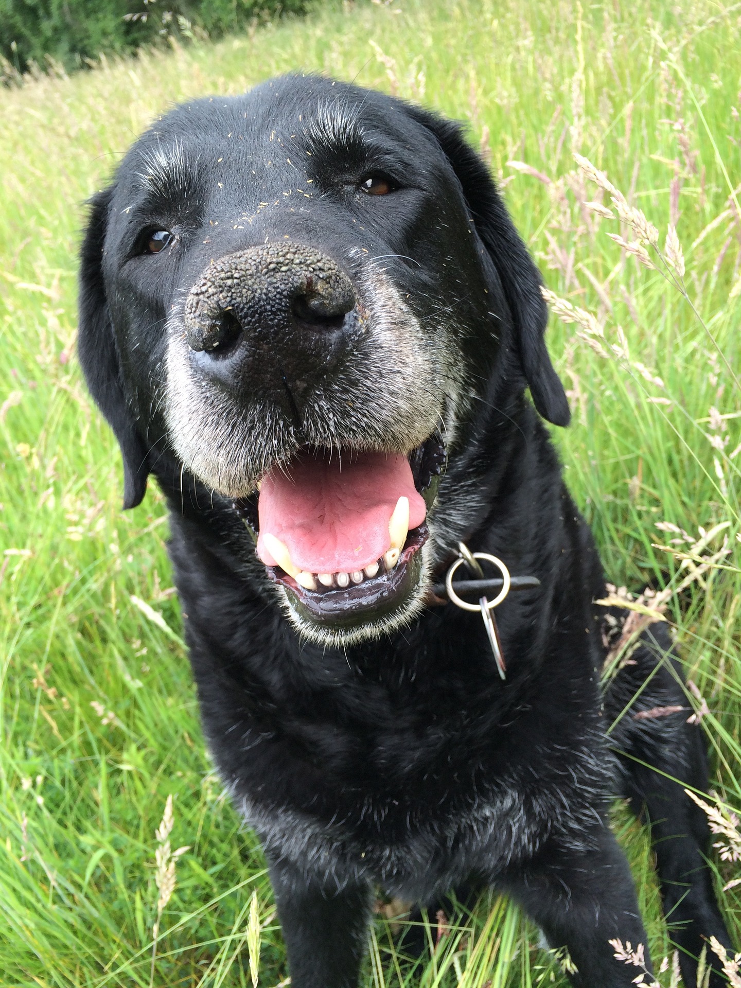 Ældre labrador