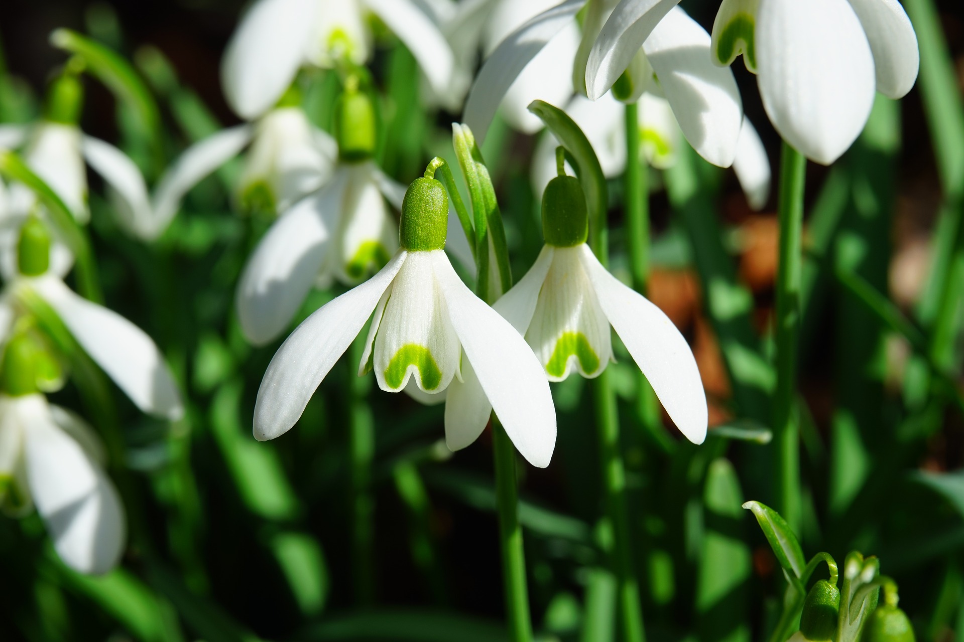 Vintergæk med giftigt blomsterløg