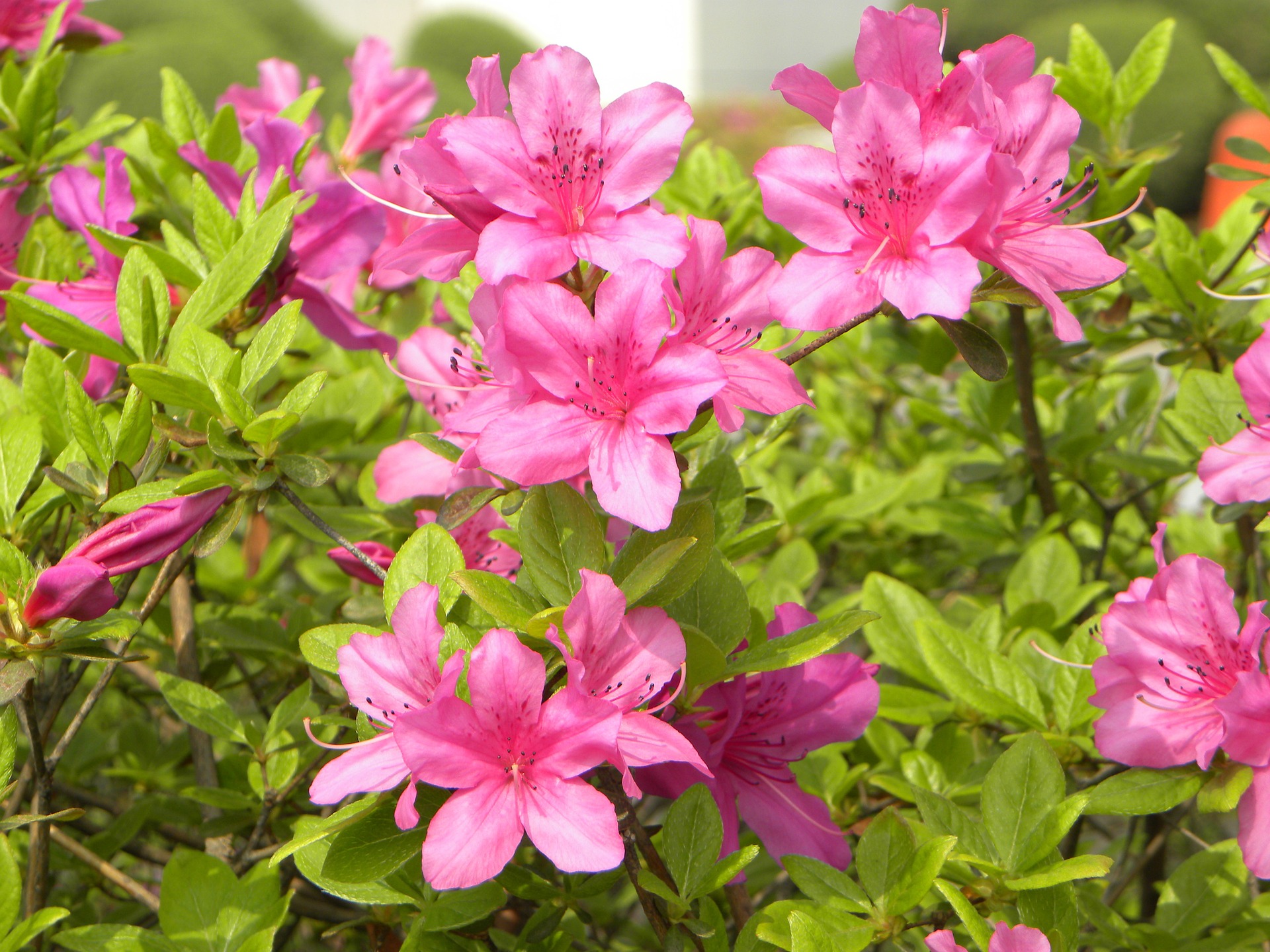 Giftig rosa azalea