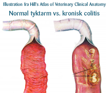 Forskellen på en normal tyktarm og kronisk colitis hos en hund