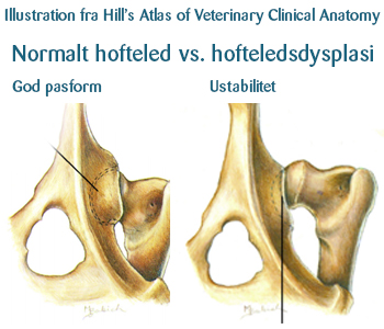 Normalt hofteled versus hofteledsdysplasi hos hunde