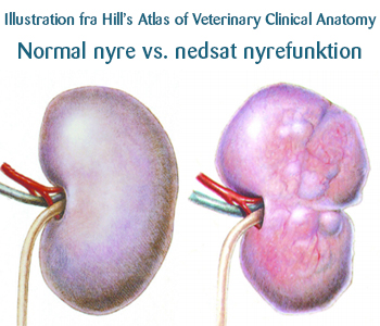 Forskellen mellem en normal nyre og nedsat nyrefunktion hos en kat