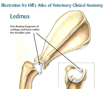 Ledmus, osteochondrose, hos hunde