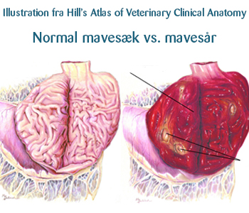 Normal mavesæk versus mavesår hos hunde