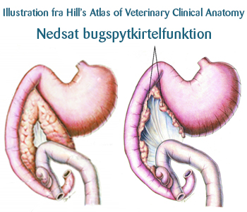 Nedsat bugspytkirtelfunktion hos hunde
