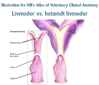 Normal livmoder versus livmoder med betændelse hos hunde
