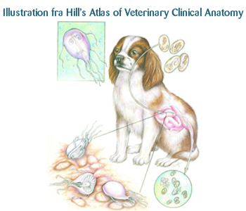 Giardia og diarre hos hunde - Netdyredoktor