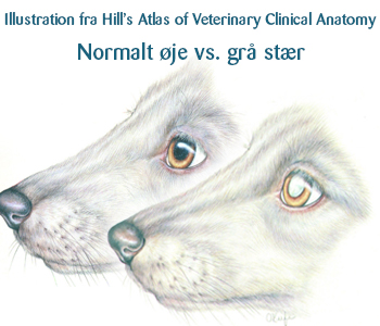 Normalt øje versus øje med grå stær hos hund