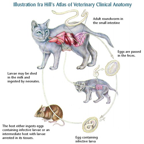 Spolorm hos katte - livscyklus - netdyredoktor - hill's atlas of clinical veterinary anatomy