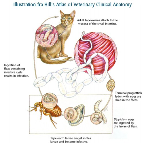 Bændelorm hos kat - Netdyredoktor - Hill's Atlas of Veterinary Clinical Anatomy