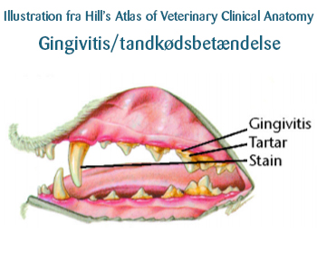 Gingivitis / tandkøsbetændelse i en kats mund